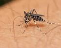 Zika Vírus, Dengue e Chikungunya